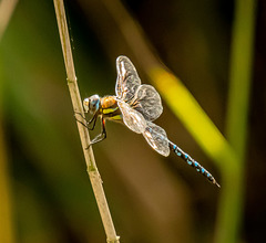 Migrant hawker