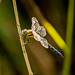 Migrant hawker