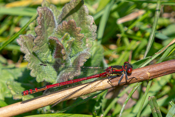 Large Red Damsel-DSZ2715 2-