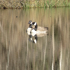 A pair of Canada geese visiting my pond