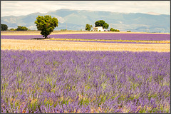 Freier Blick über den Lavendel