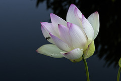 Lotus at New York Botanical Garden