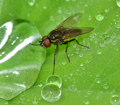 Rainy Day Fly