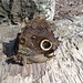 DSC06256 - borboleta-coruja Caligo brasiliensis brasiliensis, Brassolinae Nymphalidae Lepidoptera