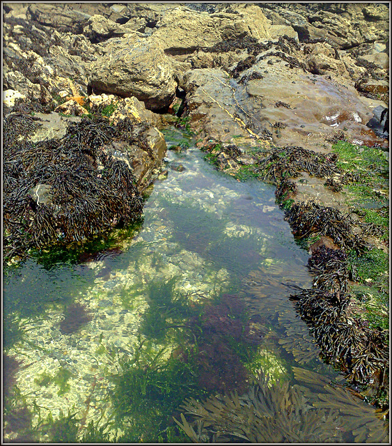 Rock pool