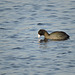 American Coot