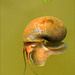 Look into the small Eye of the Apple Snail...