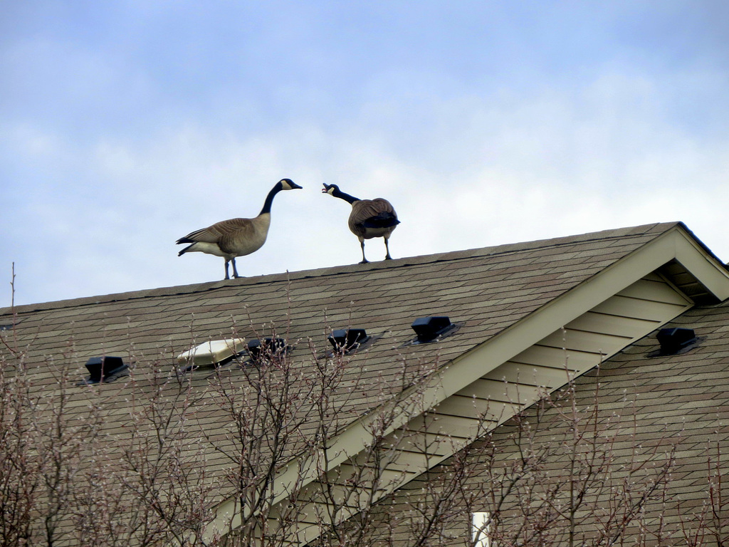 Not only sparrows sing from the roof tops.