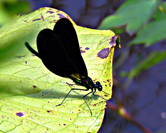 Male Ebony Jewelwing