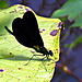 Male Ebony Jewelwing