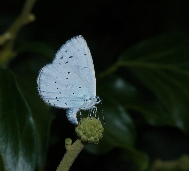 ButterflyIMG 6161