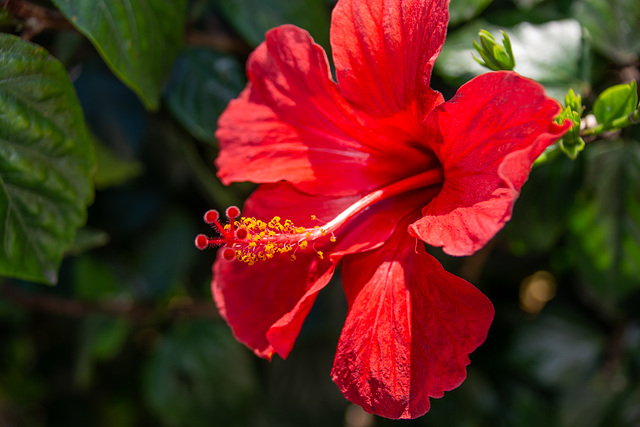 Hibiskus