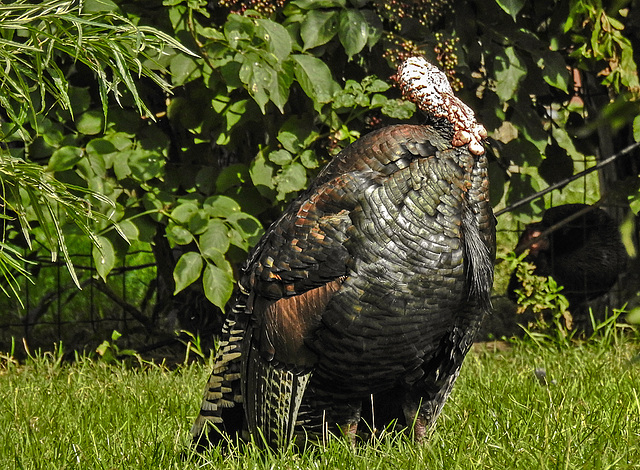 20190911 6368CPw [D~OH] Truthuhn (Meleagris gallopavo), [Bronzetruthuhn], Timmendorfer Strand