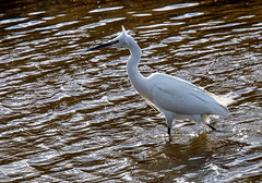 Little egret