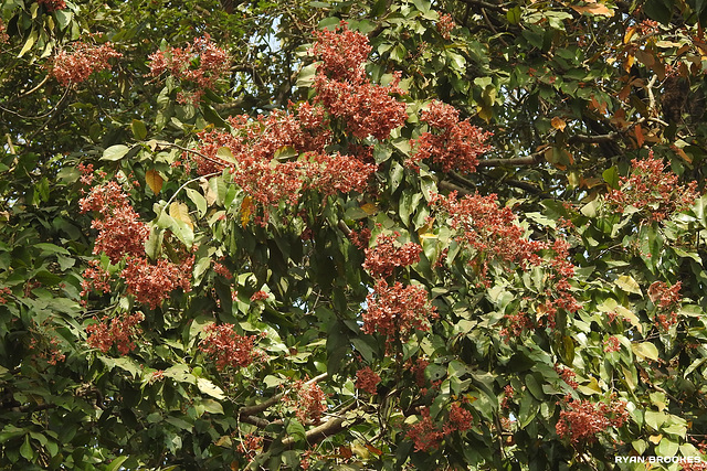 20191208-9794 Terminalia paniculata Roth