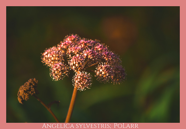 Angelica sylvestris (+1PiP)