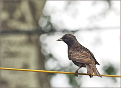 Young starling, brazen