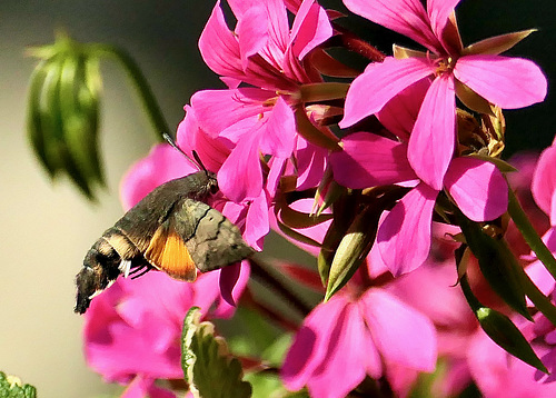 Taubenschwänzchen