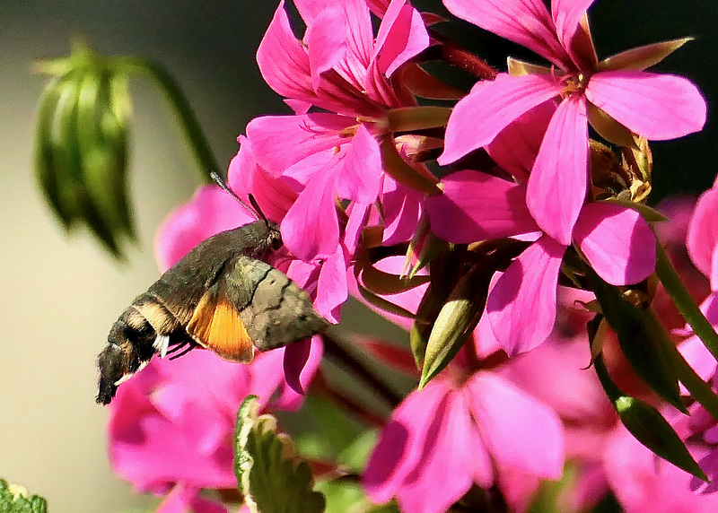 Taubenschwänzchen