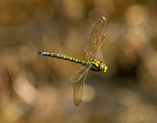 Migrant hawker