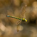 Migrant hawker