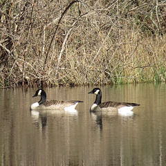 A pair of Canada geese visiting my pond