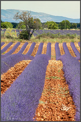 Lavendel Stripes