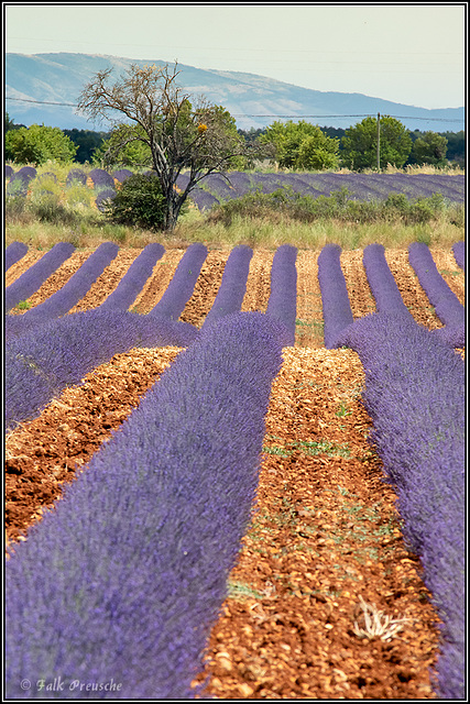 Lavendel Stripes