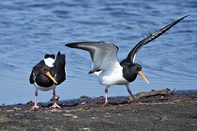 Oystercatchers - Haematopus ostralegus