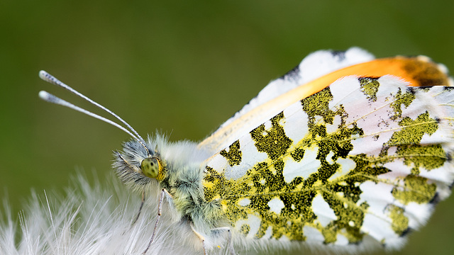 Butterfly Butterfly