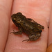 EF7A4357 Common Toad