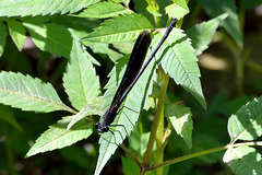 DSC 4533 Western Demoiselle (Calopteryx xanthostoma)