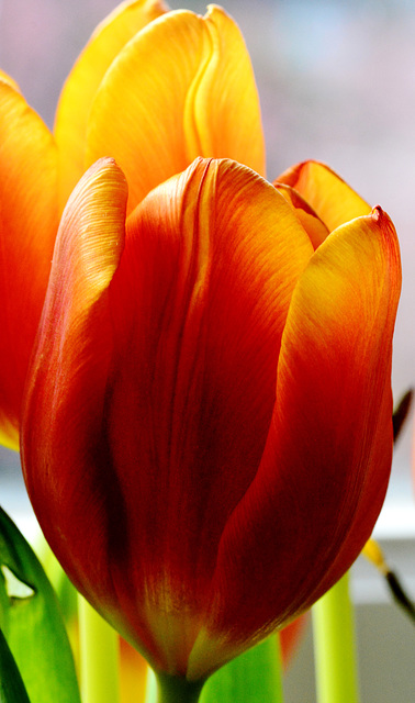 Tulip 1