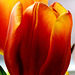 Tulip 1