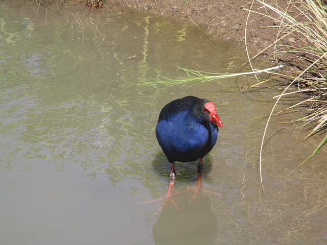 WaterBirdPark0816 1001