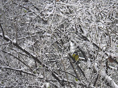 Dans le tangle des branches glacées, brrrrr ......