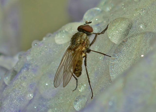 Rainy Day Fly