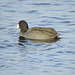 American Coot