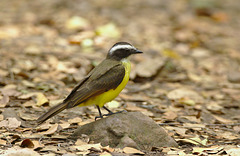 EF7A7070 Great kiskadee