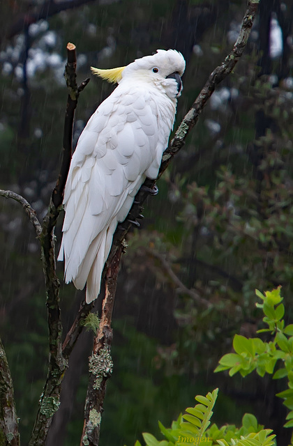 Cockatoo portrait