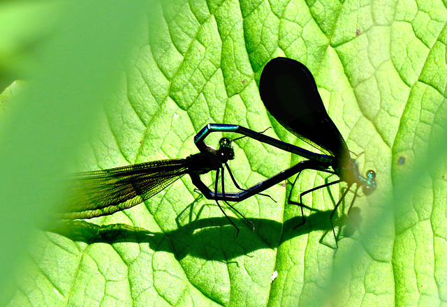 Mating Ebony Jewelwing