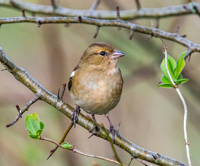 Chaffinch