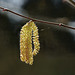 Gemeine Hasel (Corylus avellana) - Common Hazel