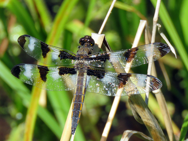 Twelve-spotted Skimmer (Libellula pulchella), male