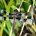 Twelve-spotted Skimmer (Libellula pulchella), male