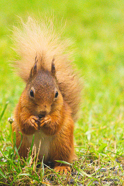 Red Squirrel