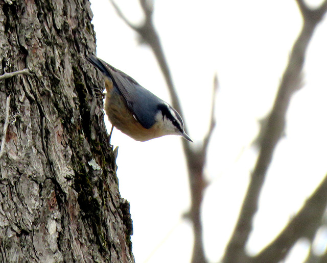 Red-breasted Nuthatch