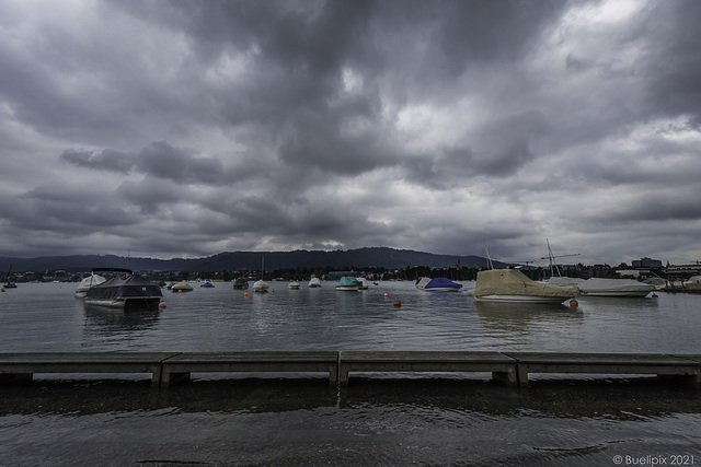 am Zürichsee, als er etwas viel Wasser hatte (P.i.P.) ... (© Buelipix)