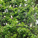 Guatemala, A Lot of Cattle Herons Nesting on a Tree