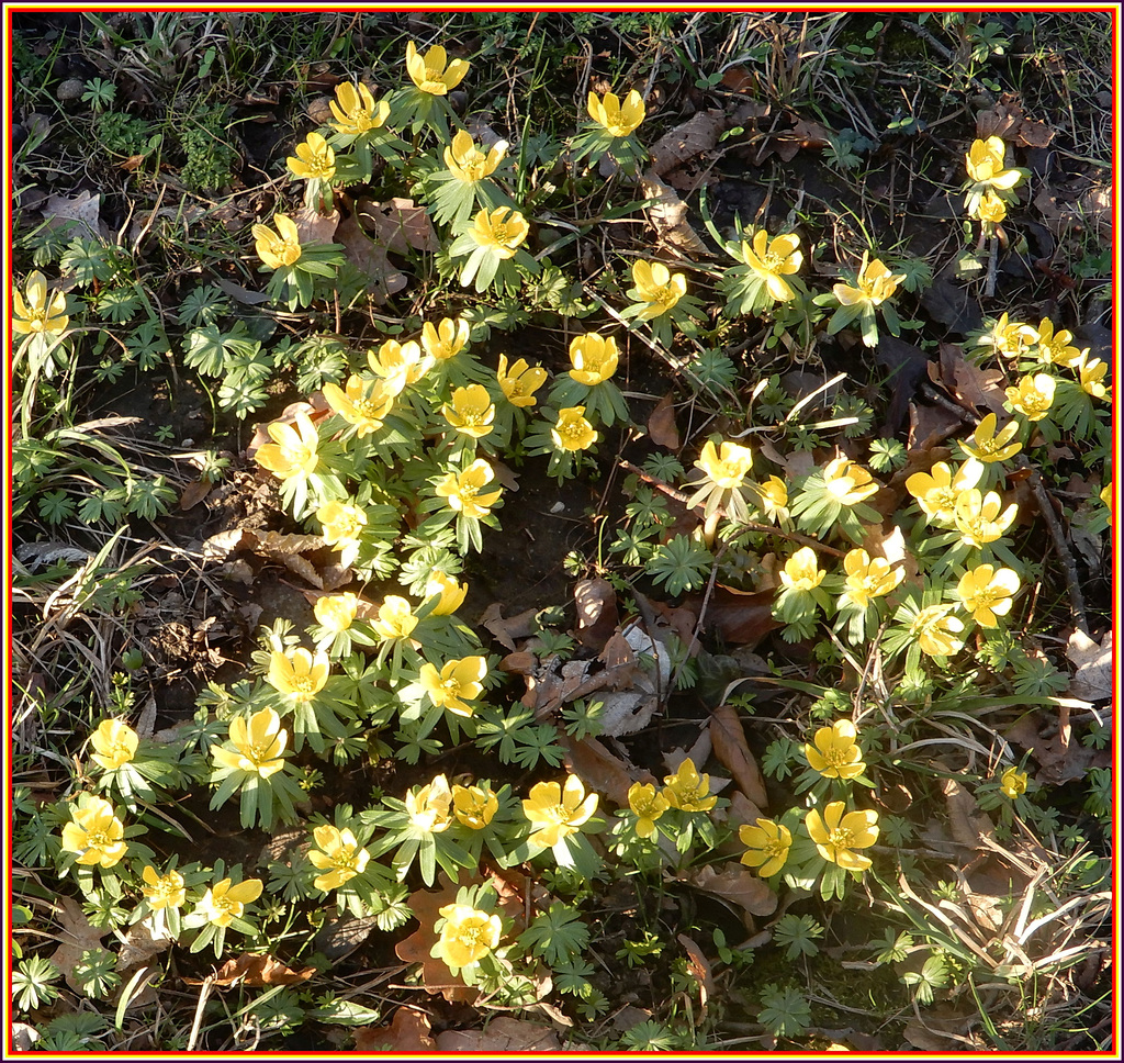 Winterlingswiese im Großen Garten Dresden 02